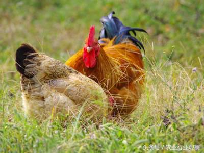 农业创业失败的5个原因,创业99%的人都失败了