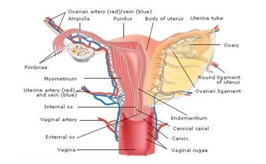 绝经后子宫内膜癌出血量大吗,绝经后出血一定是子宫内膜癌吗