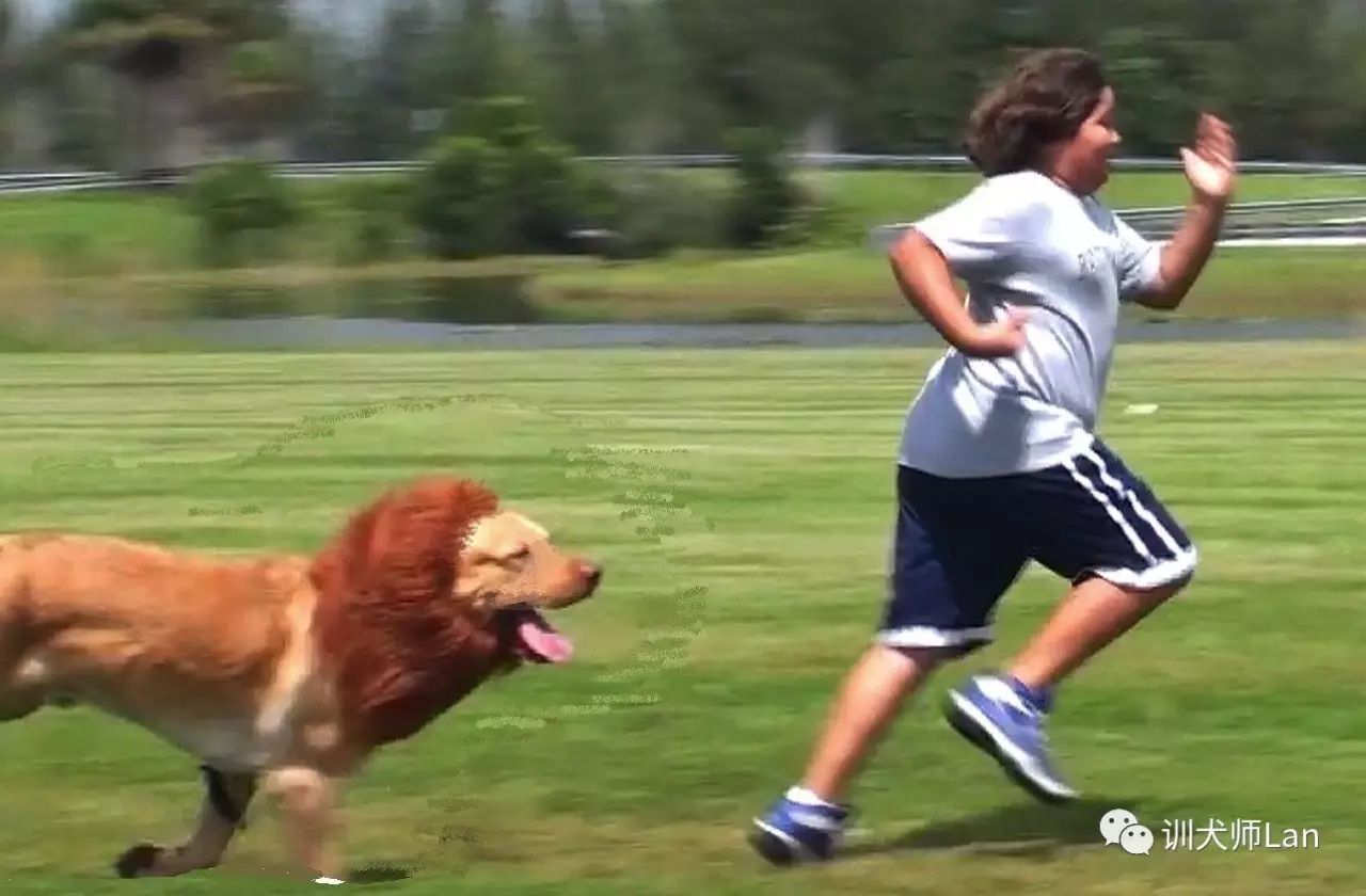 狗狗实在不听话可以用棍子吓它吗,怎么训练调皮不听话的狗狗