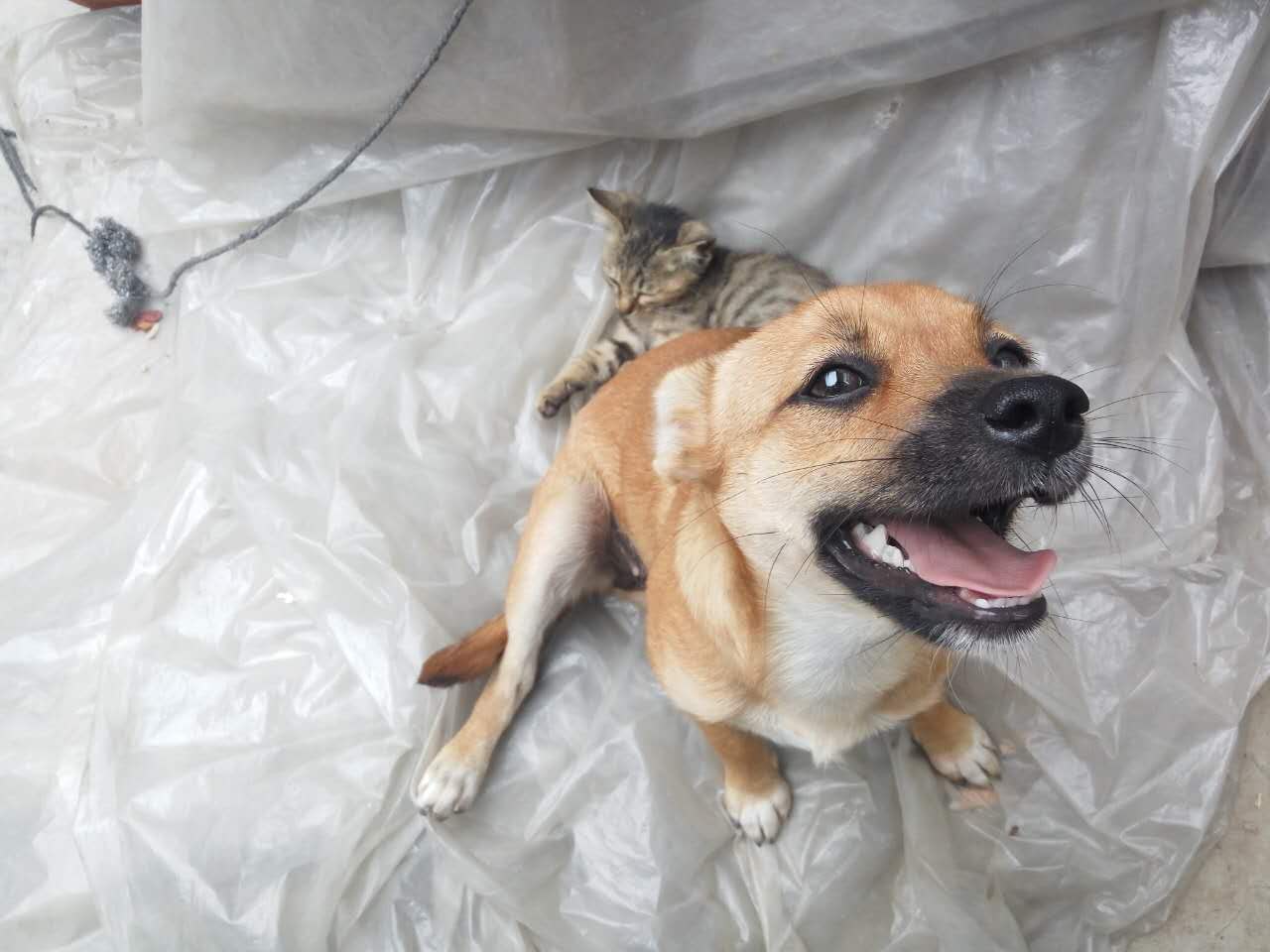 泰迪狗死了女子大哭,小奶狗泰迪突然死了怎么回事