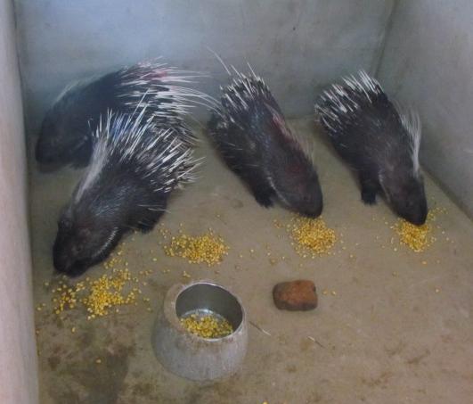 豪猪养殖骗局血本无归视频,福建豪猪养殖骗局曝光