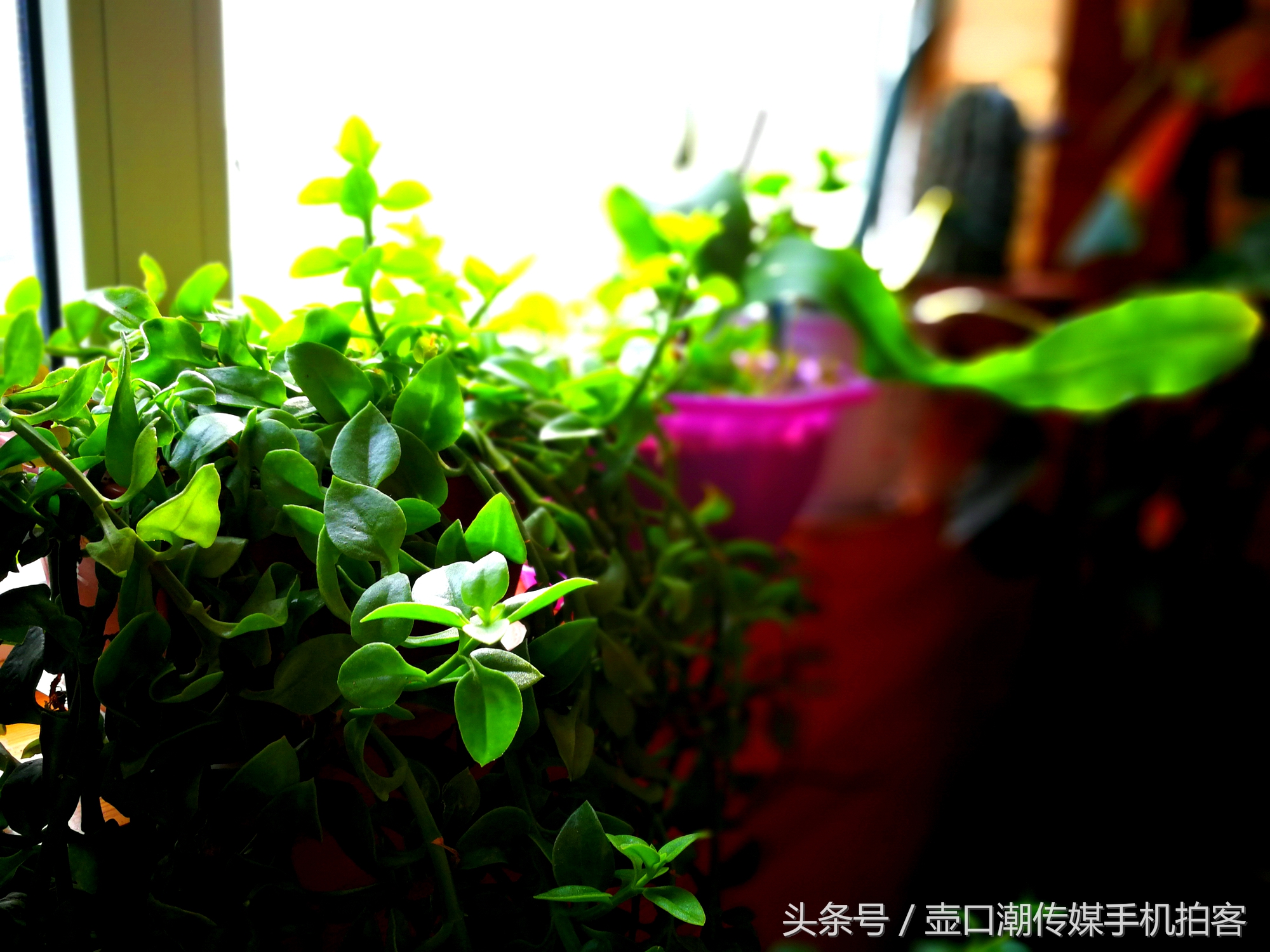 临汾：手机拍拍工作室的花~再好的装修也比不了和大自然和谐相处