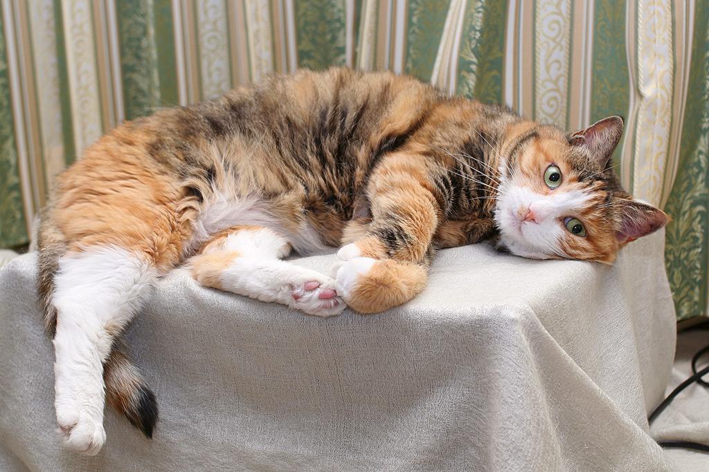 怎么才可以把猫咪养胖,喵星人的饲养方法