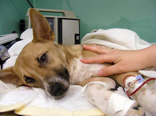 狗狗生病应该吃的小药,狗狗生病了要不要打扰它