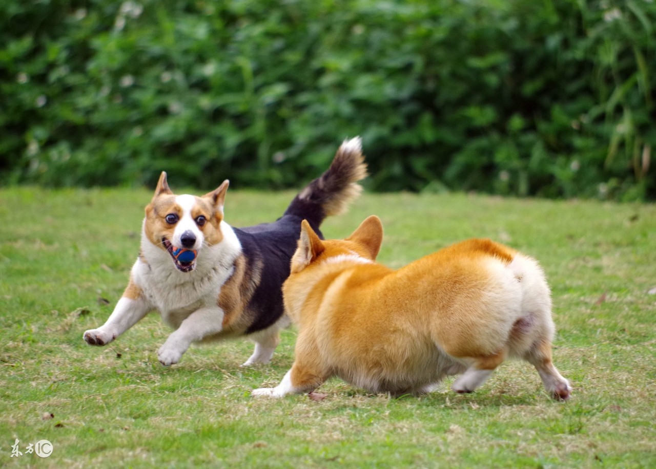 怎样锻炼幼犬的胆量,凉山犬胆量
