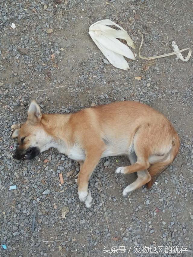 泰迪狗突然尖叫然后死亡,泰迪狗突然死亡