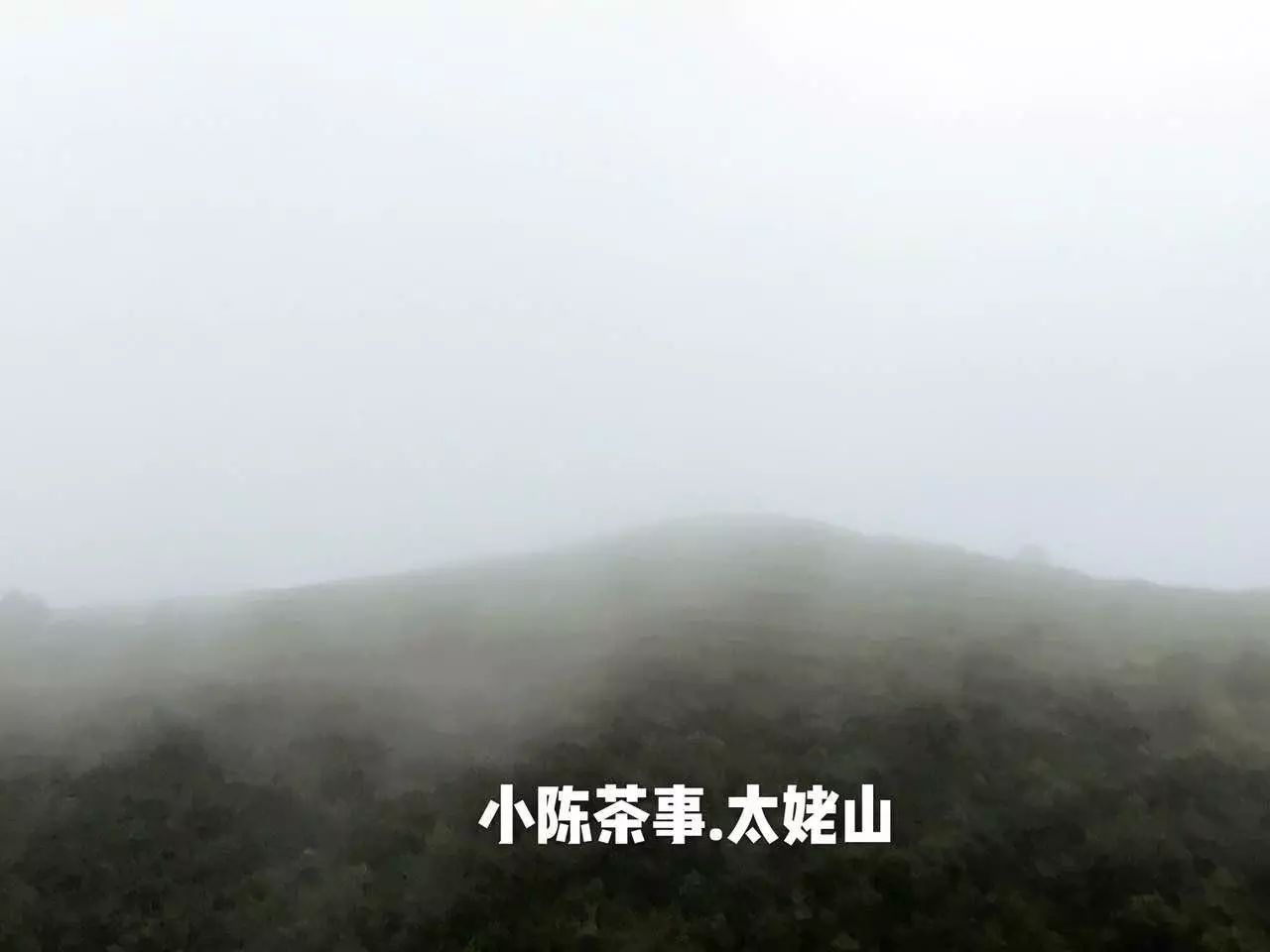 什么是茶的正确冲泡方法,什么是茶呢