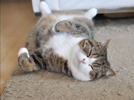 怎么才可以把猫咪养胖,喵星人的饲养方法