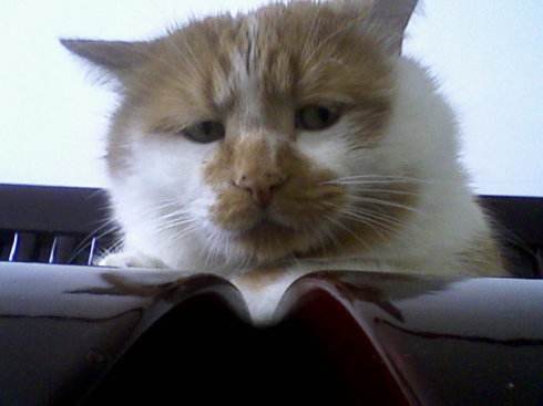 怎么才可以把猫咪养胖,喵星人的饲养方法