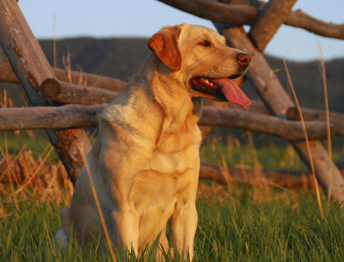 金毛犬拉稀便用什么药治疗,成年金毛犬拉稀怎么办