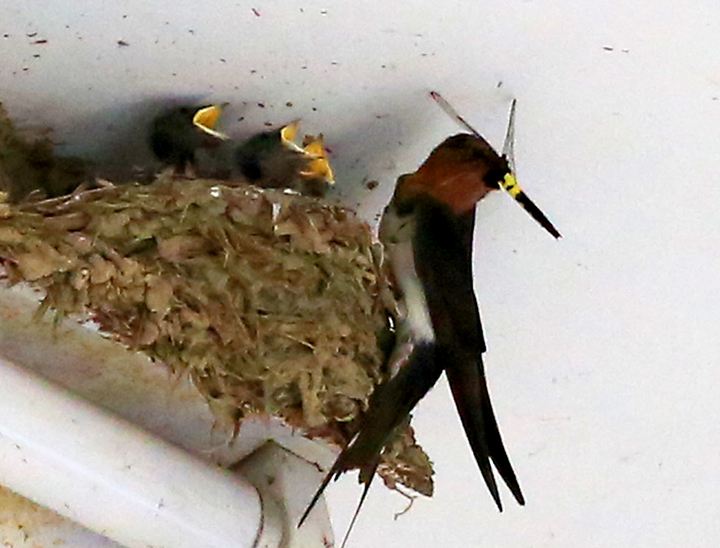 为什么燕子筑巢有的浅有的特别好 (这几年燕子总是往家里住啥原因)