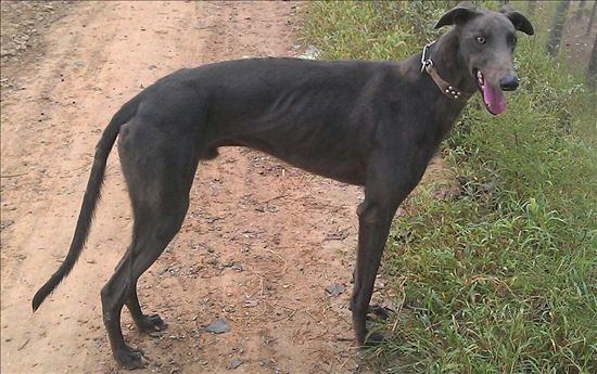 抓兔用什么犬最好,捕兔子什么犬最好