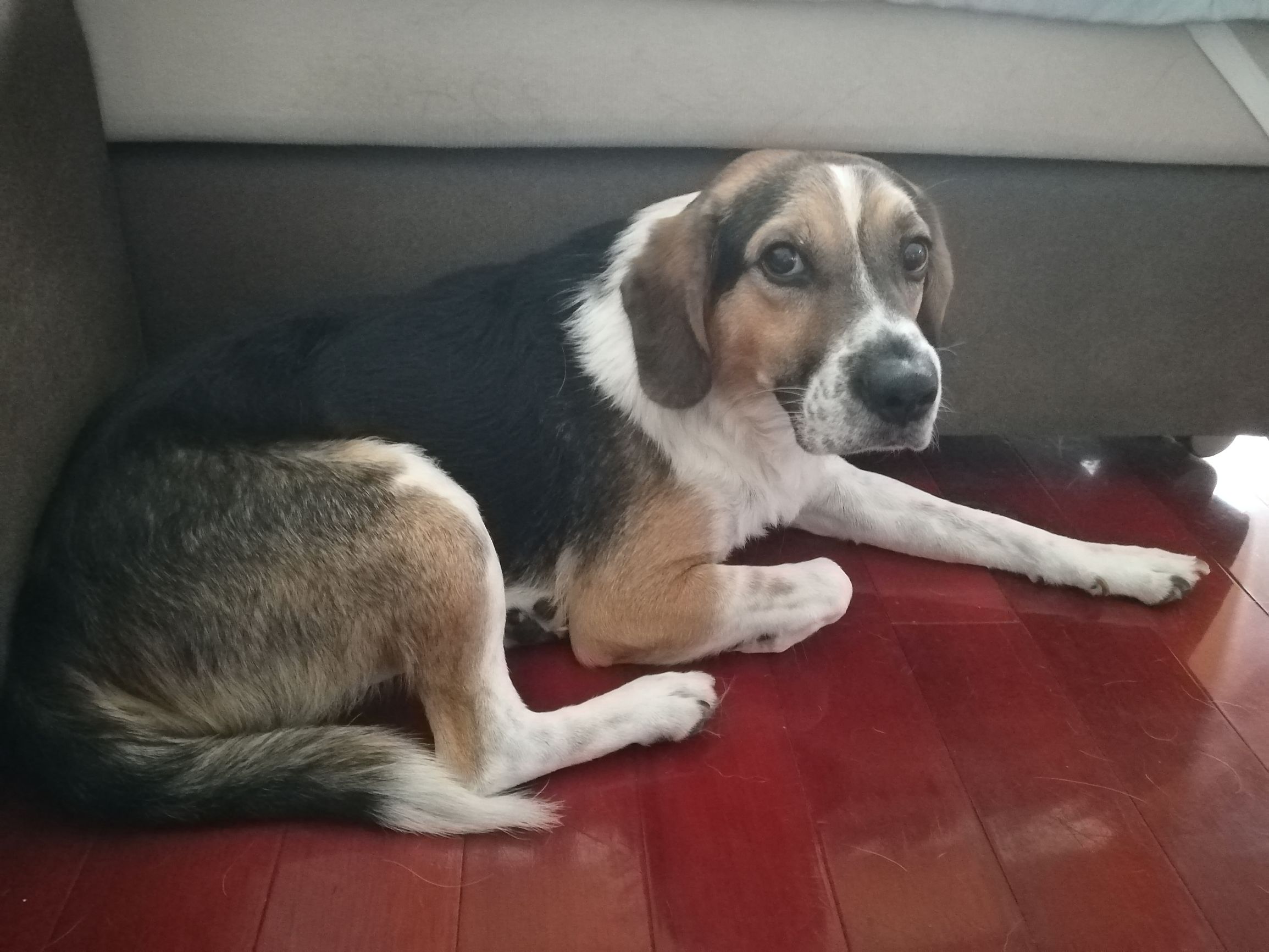 带狗狗5日自驾出游全攻略,一人一狗自驾游全攻略