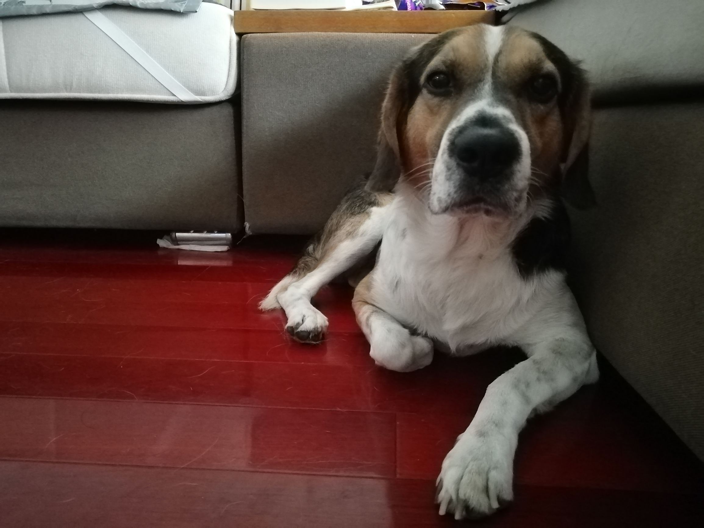 带狗狗5日自驾出游全攻略,一人一狗自驾游全攻略