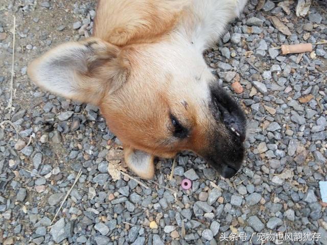 泰迪狗突然尖叫然后死亡,泰迪狗突然死亡