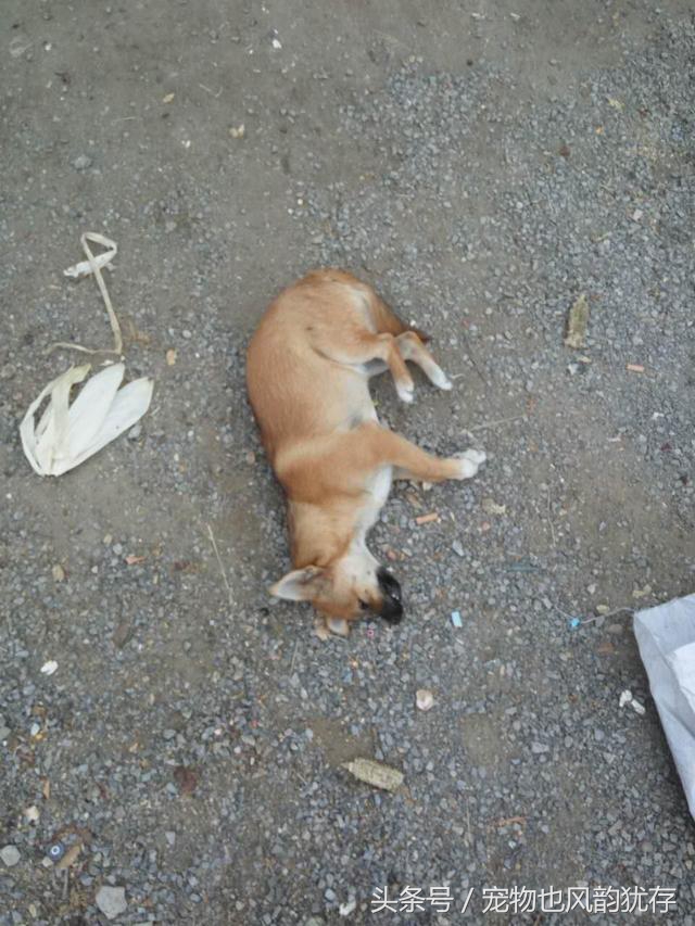 泰迪狗突然尖叫然后死亡,泰迪狗突然死亡