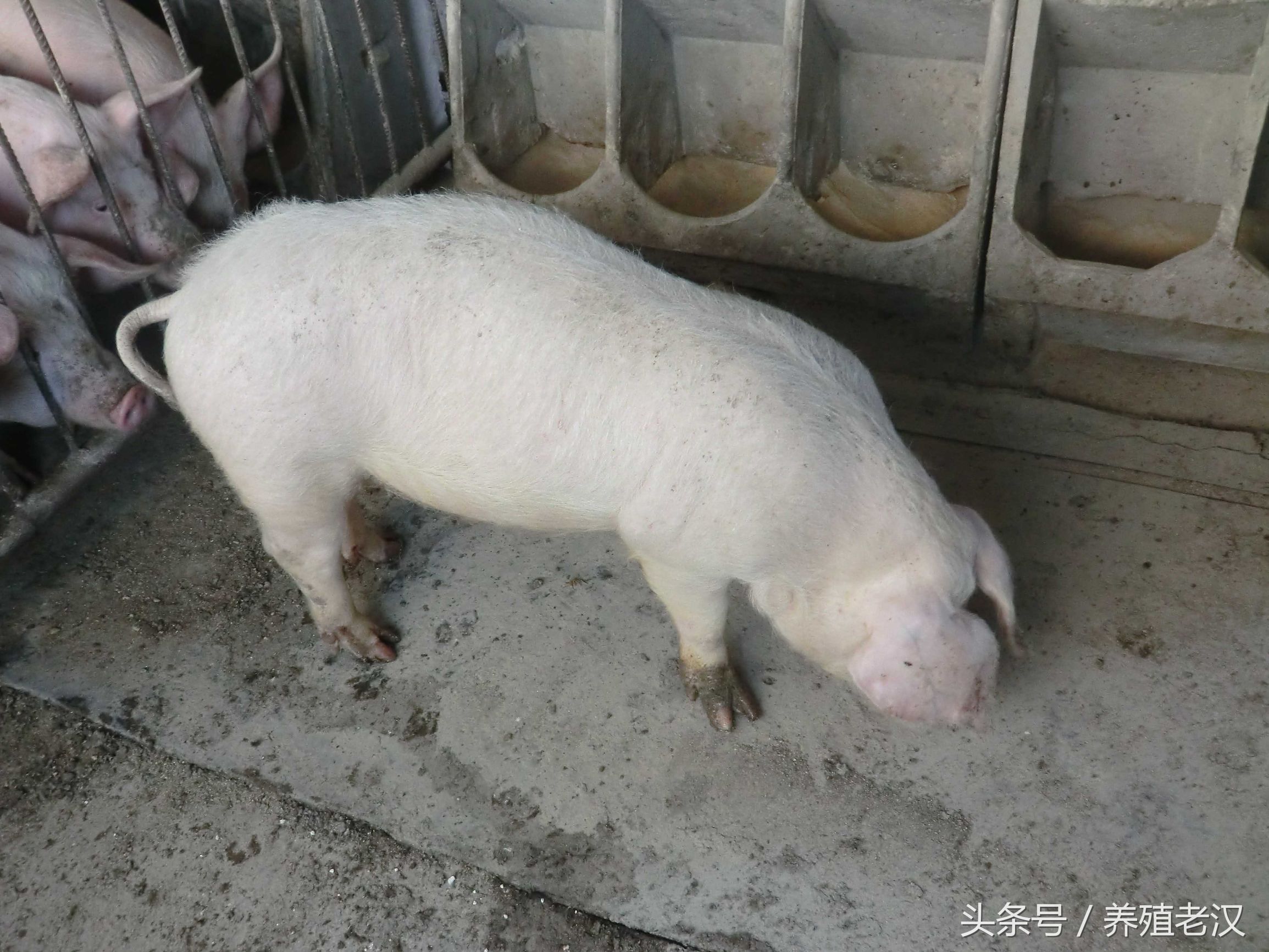 猪厌食不爱吃东西怎么办,猪消瘦不吃食是什么原因怎么治疗