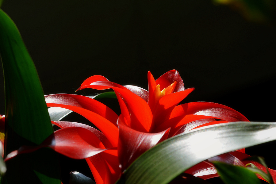 凤梨花叶子发黄了怎么办,凤梨花叶子发黄