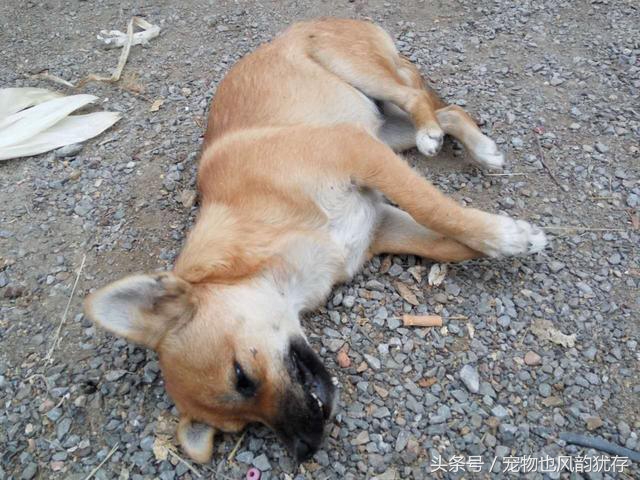 泰迪狗突然尖叫然后死亡,泰迪狗突然死亡