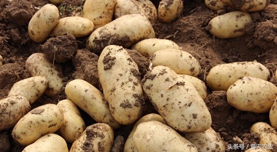 马铃薯疮痂病发生症状,马铃薯疮痂病的发病症状