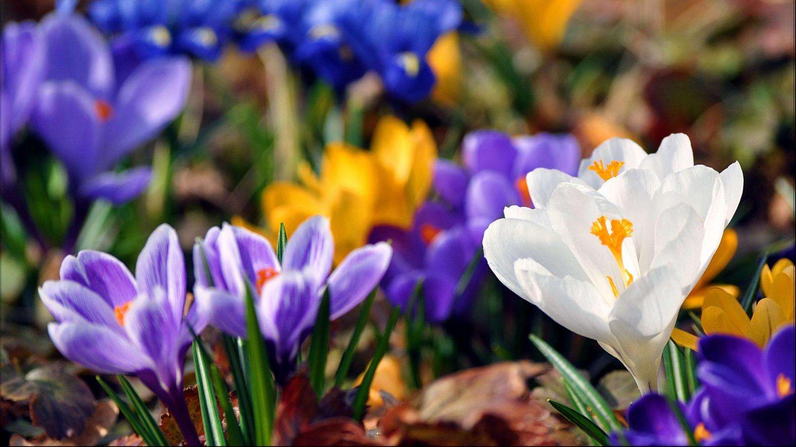 神奇！“花”也能活血调经抗衰老！让女人像花一样美丽！