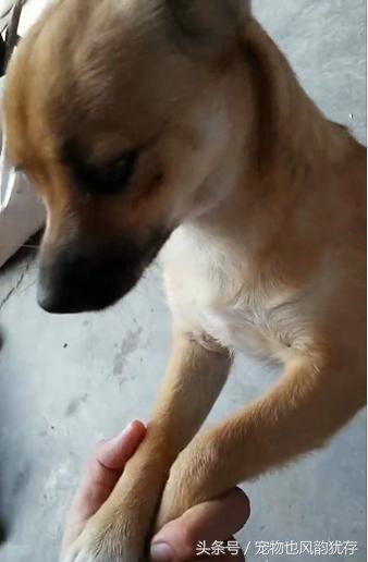 泰迪狗突然尖叫然后死亡,泰迪狗突然死亡