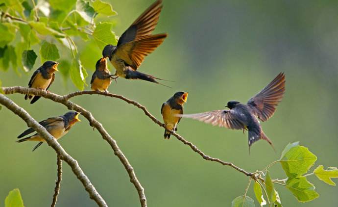 为什么燕子筑巢有的浅有的特别好 (这几年燕子总是往家里住啥原因)