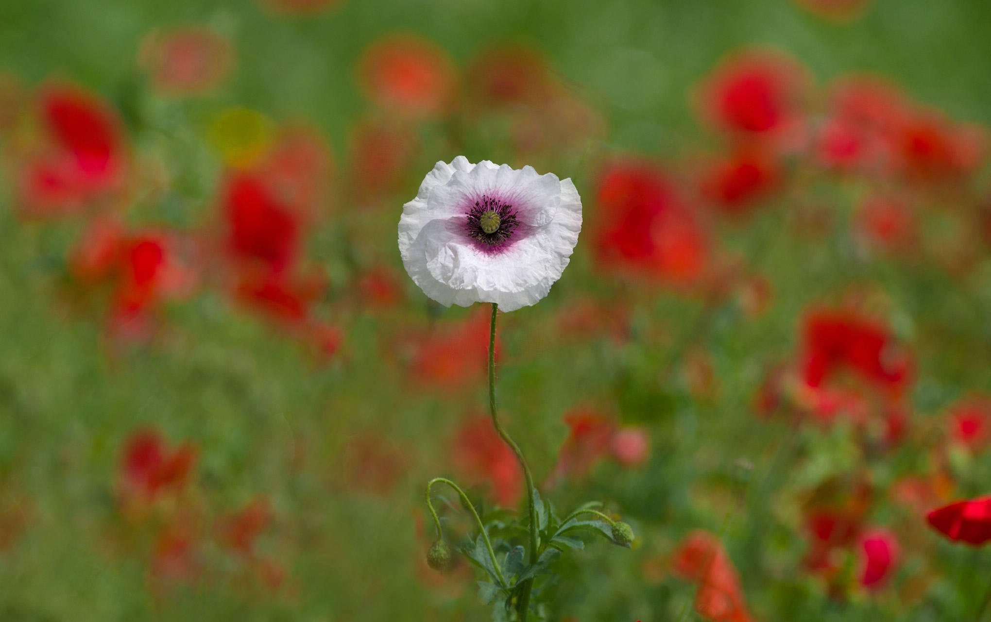 车祸导致高位截瘫还可以恢复吗,因为意外导致残疾