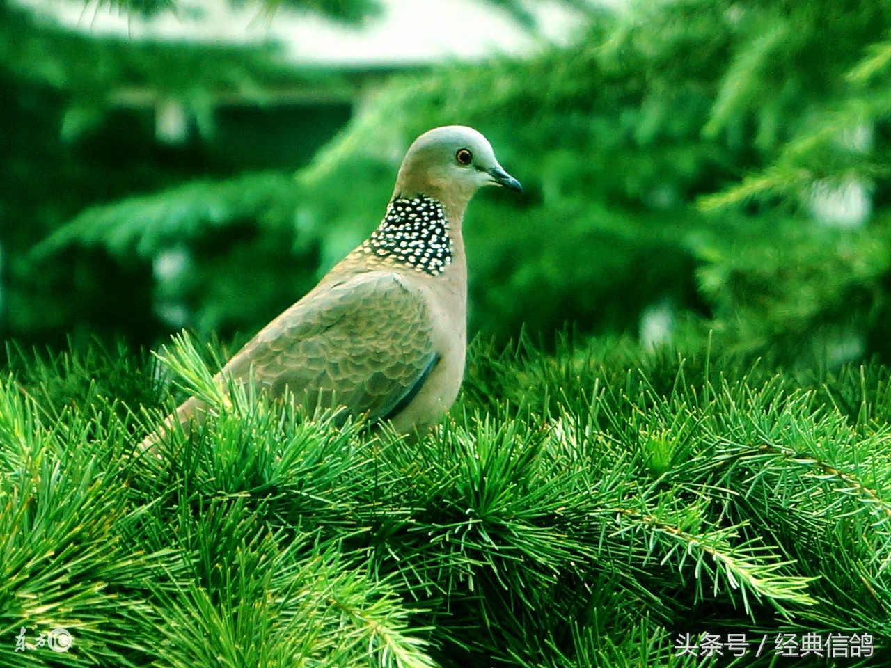 呼吸道对比赛的影响，高手们都是怎么做呼吸道的？