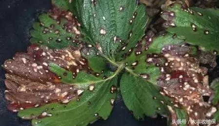 草莓蛇眼病的防治方法,草莓蛇眼病用什么农药