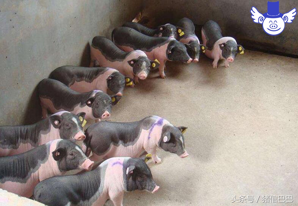 猪场标准水源,猪场用水原则