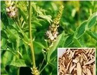 专治便秘的十种草药,便秘吃什么中草药通便快