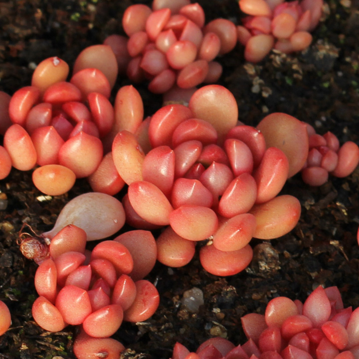 多肉叶插怎么提高存活率,多肉叶插怎么才存活率高