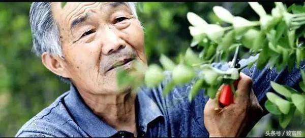 2022年苗木市场行情,西北地区苗木市场行情