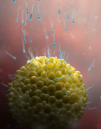 孕宝生长图,胎宝宝3d立体动画