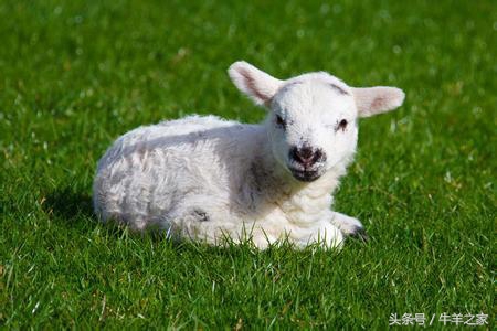 羔羊常见的疾病有哪些,羔羊常见的传染病预防