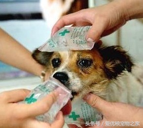 狗狗拉肚子怎么办快速解决,狗狗拉肚子怎么调理饮食