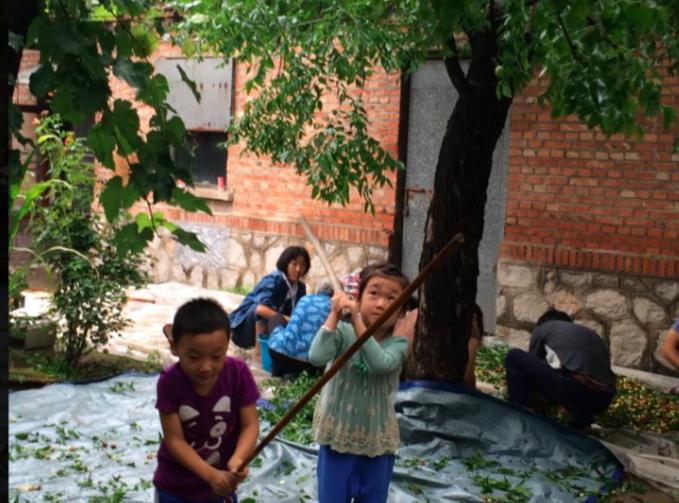 农村的大枣都熟了，一竹竿子打下来无数美味