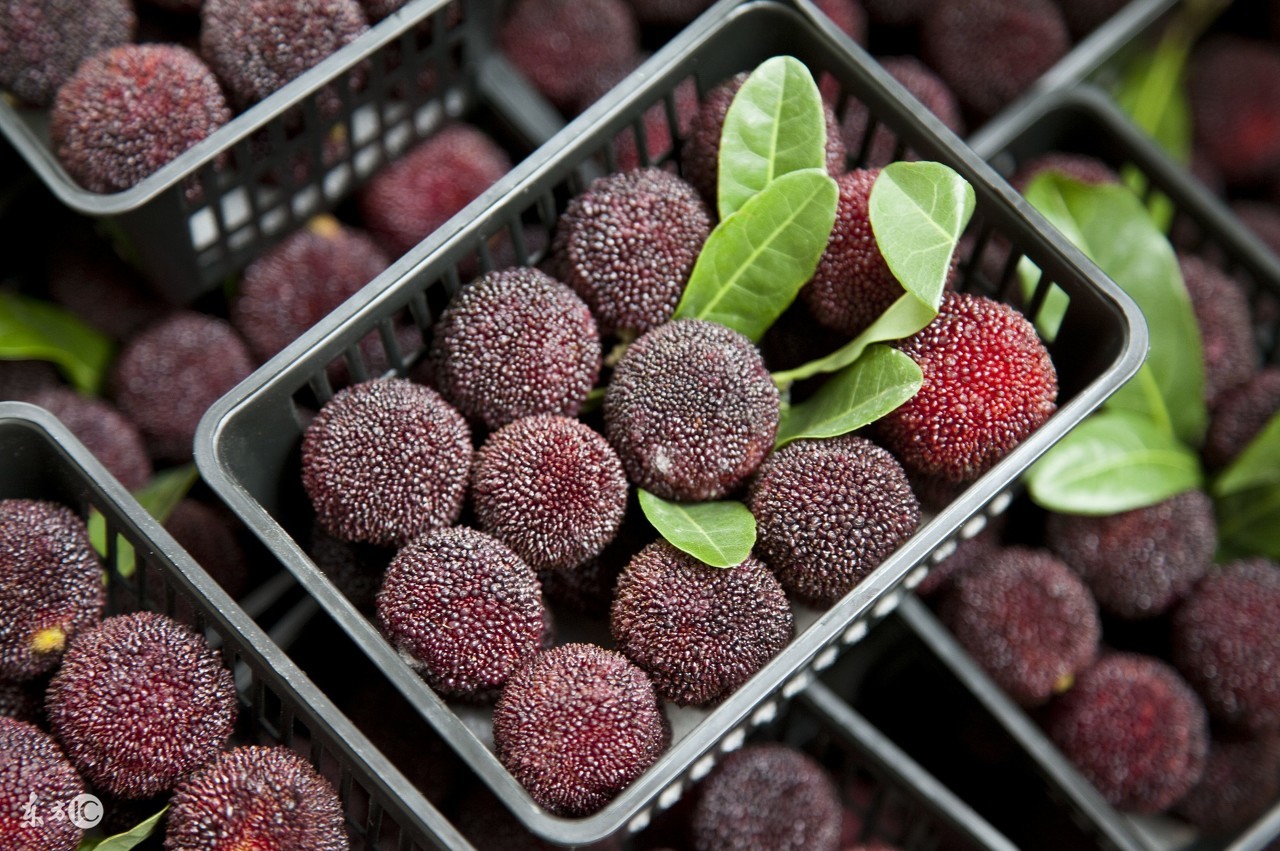 车厘子杨梅里的小虫子,杨梅和车厘子可以一起吃吗