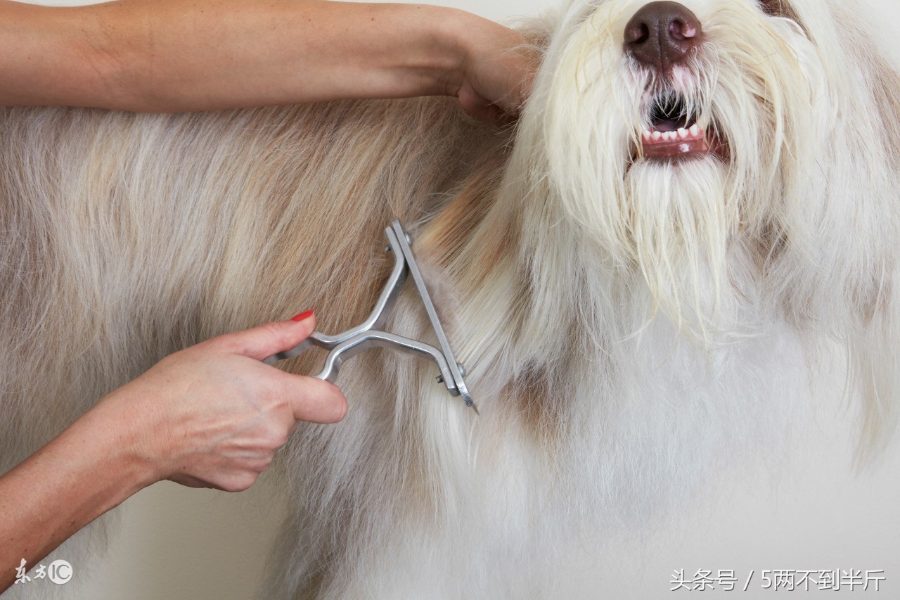 怎么使衣服不沾狗毛,穿什么衣服不沾狗毛