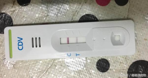 怎么检测泰迪狗得了犬瘟,泰迪犬得了犬瘟怎么治