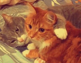 美女开怀大笑的图片大全,100张哈哈大笑图片