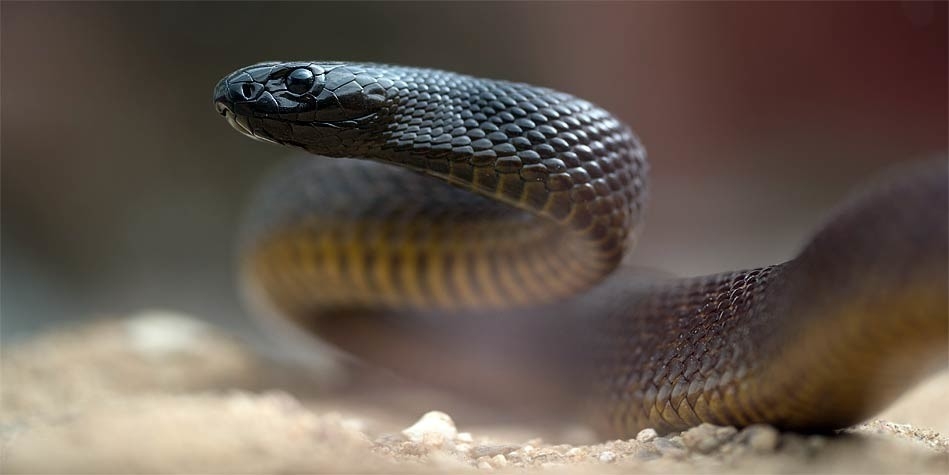 世界十大毒蛇之一的太攀蛇，在陆地毒蛇中毒性排名第三！