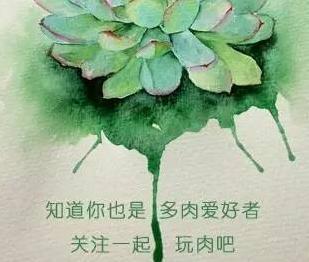 多肉叶插怎么提高存活率,多肉叶插怎么才存活率高