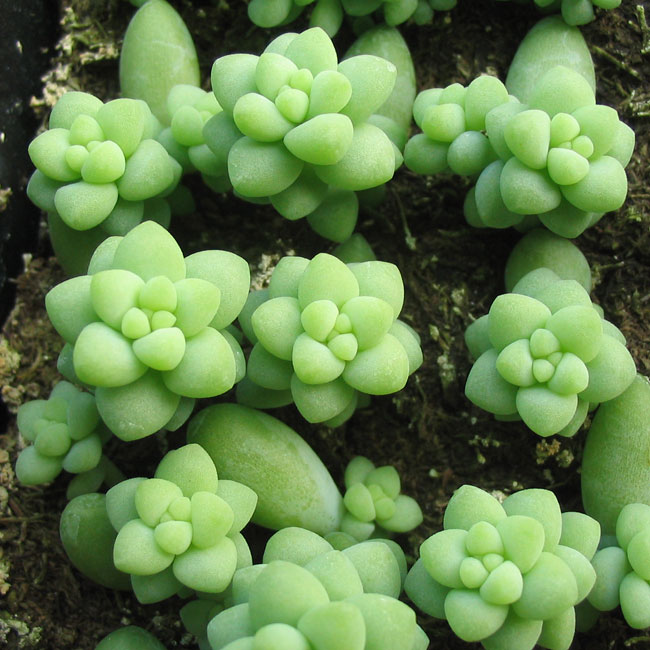 多肉叶插怎么提高存活率,多肉叶插怎么才存活率高