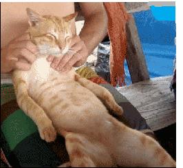 家长不让养宠物怎么办,家长不让孩子养宠物的原因的视频