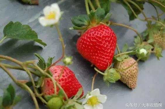 草莓蛇眼病的防治方法,草莓蛇眼病用什么农药