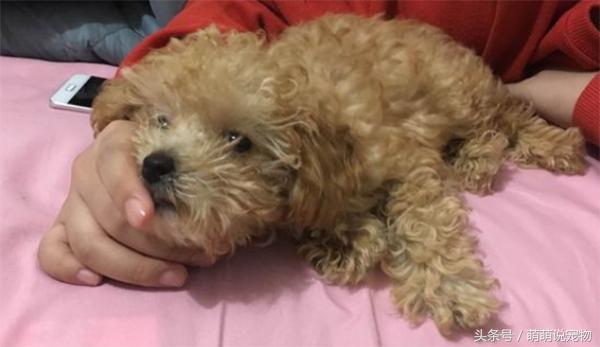 怎么检测泰迪狗得了犬瘟,泰迪犬得了犬瘟怎么治