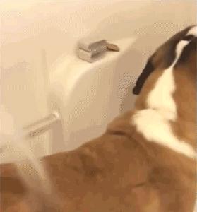 美女开怀大笑的图片大全,100张哈哈大笑图片