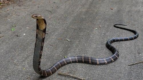 孕妇开车压死蛇是什么征兆,梦见开车压死蛇是什么征兆